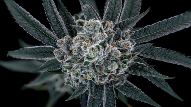 Diamond Runtz is a Hybrid strain created through the cross of Delta Diamonds x Runtz.