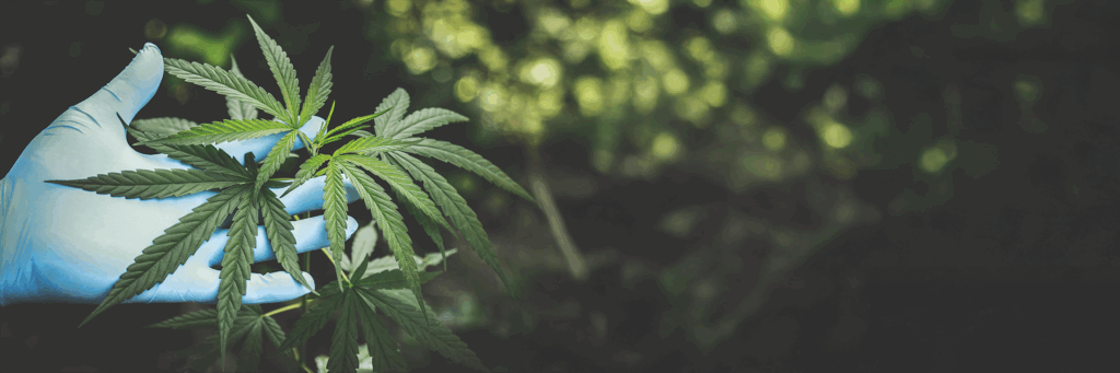 maine dispensary