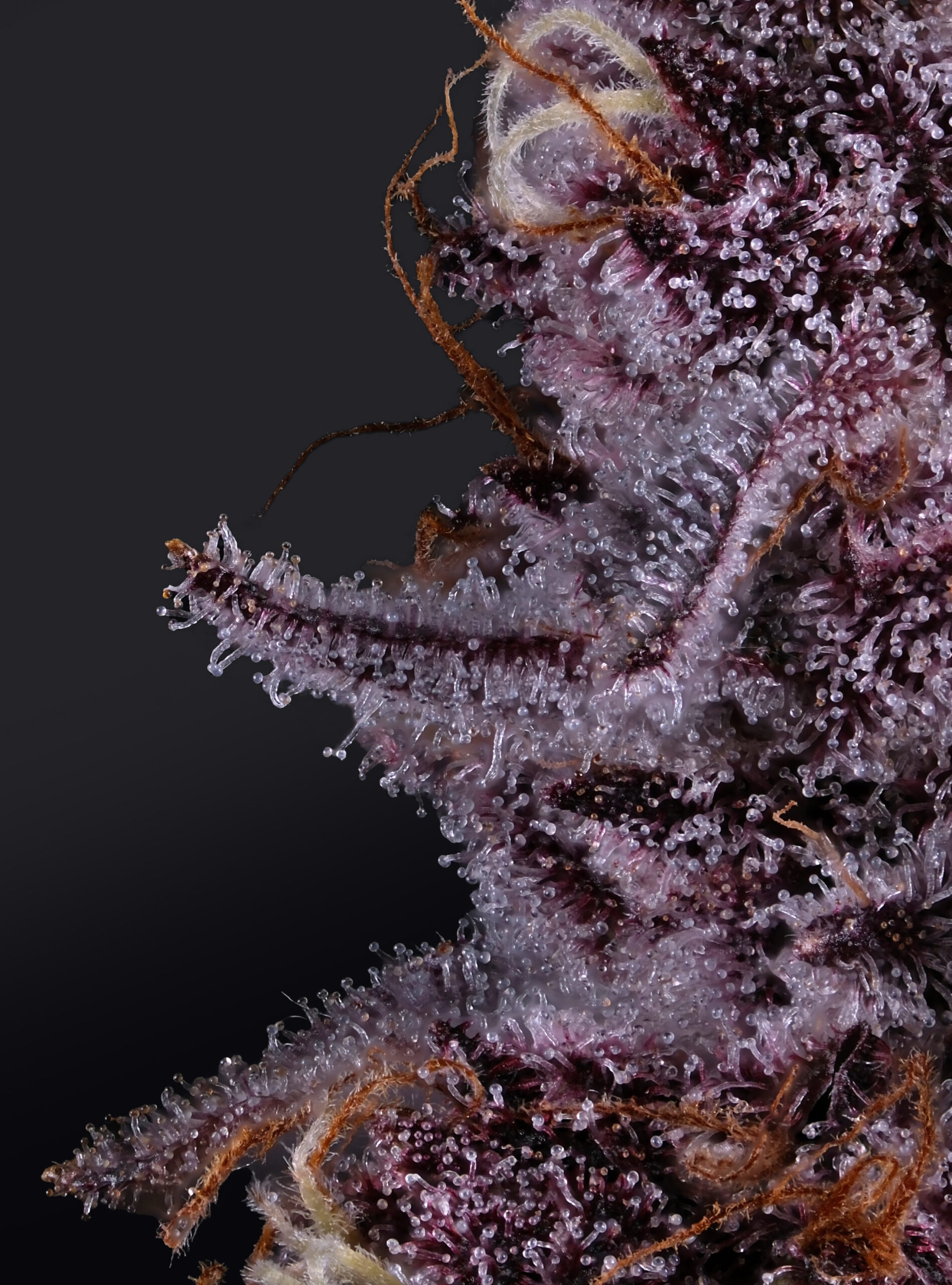 Terpenes and how they help choose the best cannabis flower for you