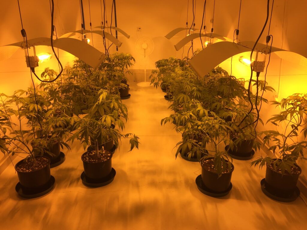 Fifty Harvests In: How Green Truck Keeps Growing - Green Truck Farms Dec 18th 2015 berwick first flower room ever